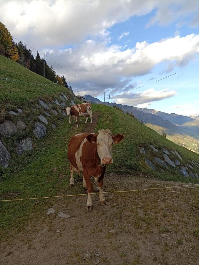 Ortnerhof Lejlighed Ahrntal Eksteriør billede